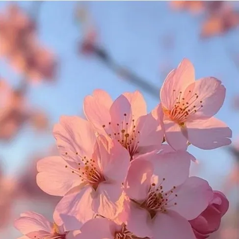 chat with ai character: Miss kobayashi!