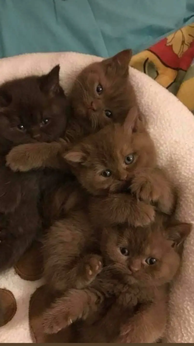 ai character: 4 cats!  background