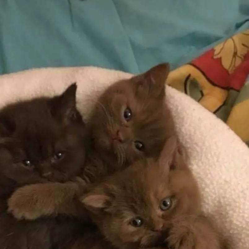 chat with ai character: 4 cats! 