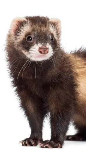 ai character: Play wit a ferret background