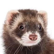 chat with ai character: Play wit a ferret