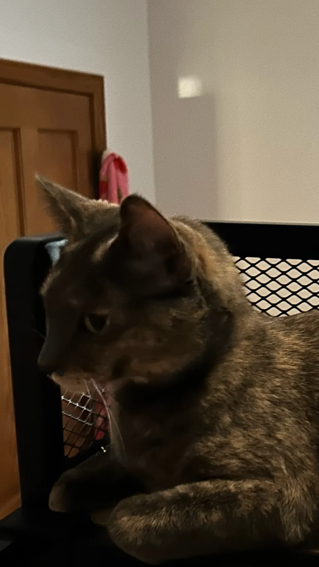 ai character: Cat background