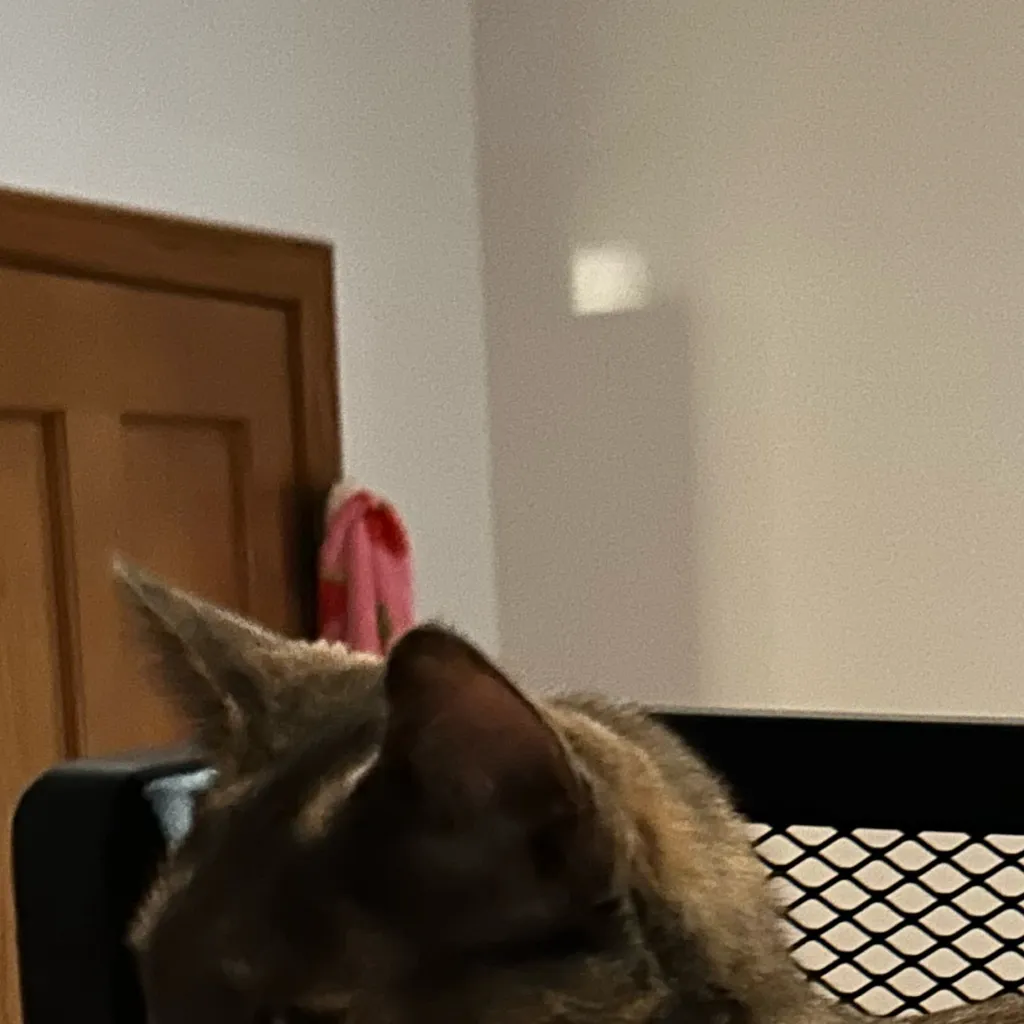 chat with ai character: Cat