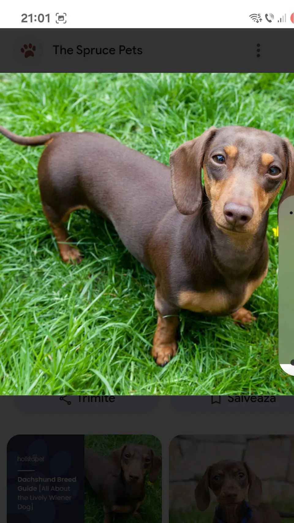 ai character: sausage dog background