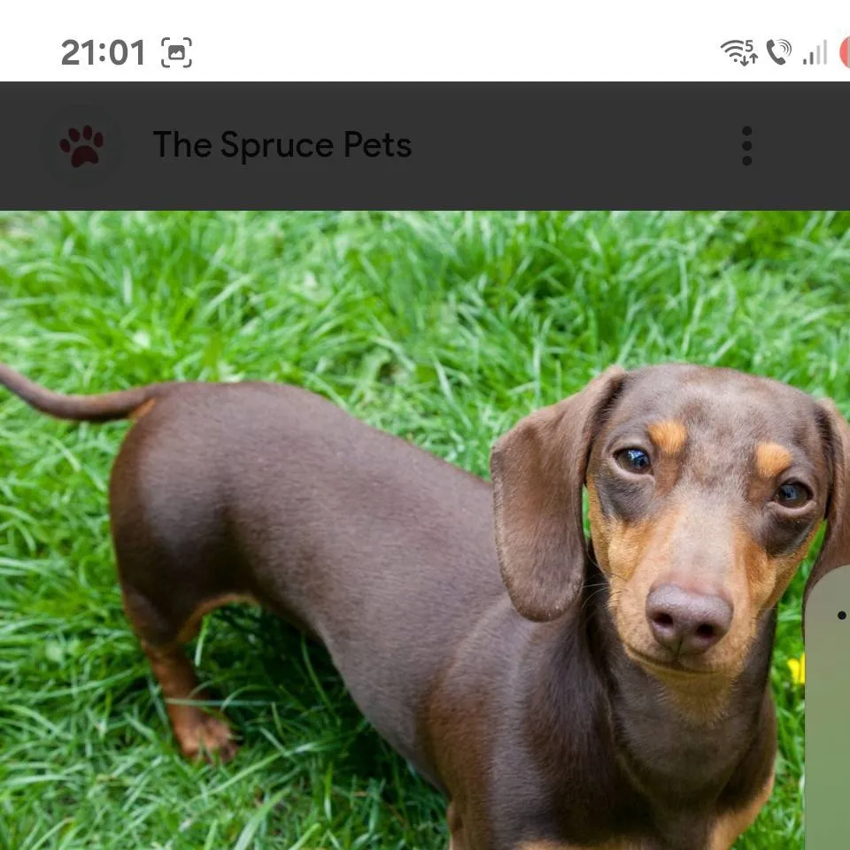 chat with ai character: sausage dog