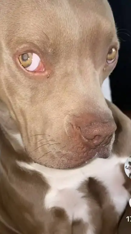 ai character: tu perro peligroso background