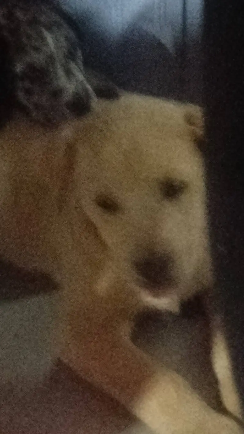 ai character: Biscuit is 8 weeks background