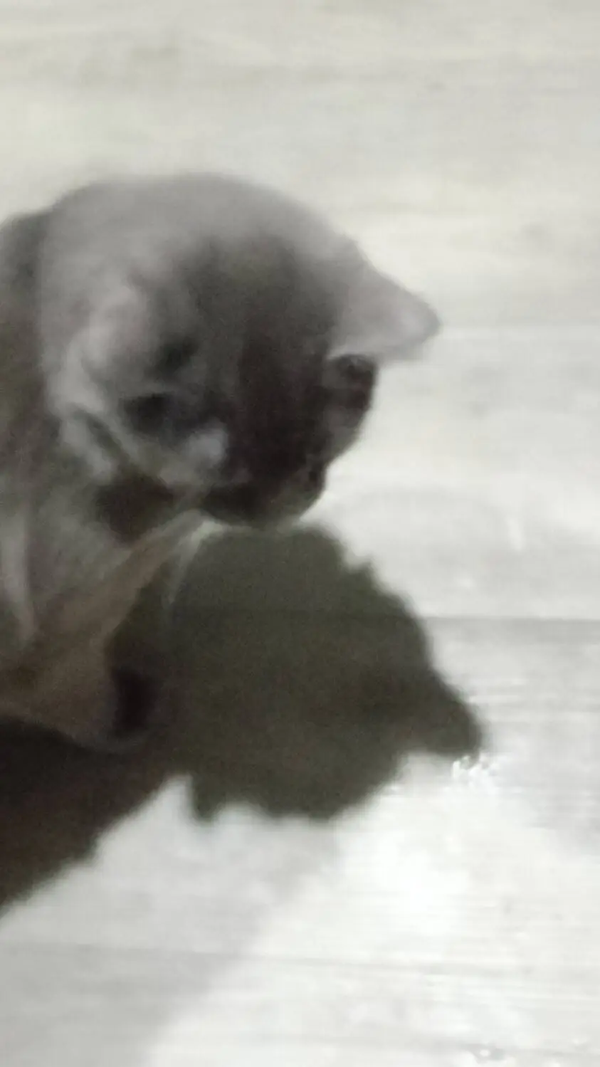 ai character: Whiskey  background