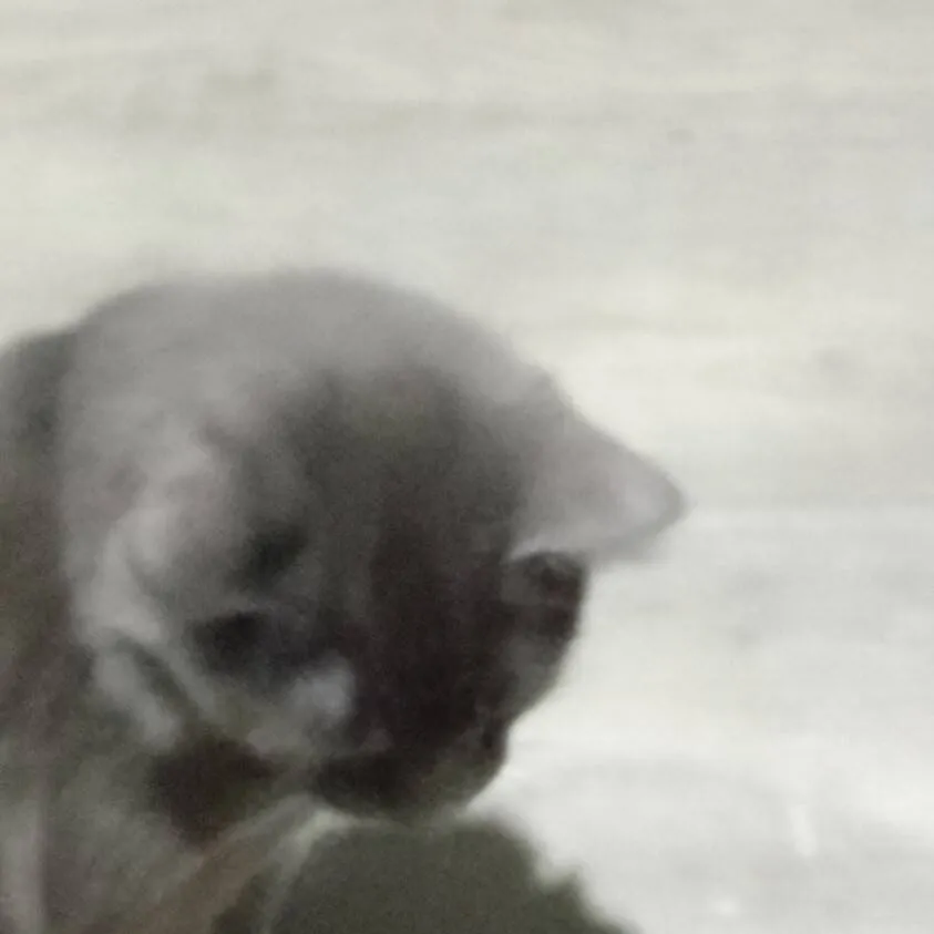 chat with ai character: Whiskey 