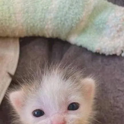 chat with ai character: Y/N X CEO💔✌