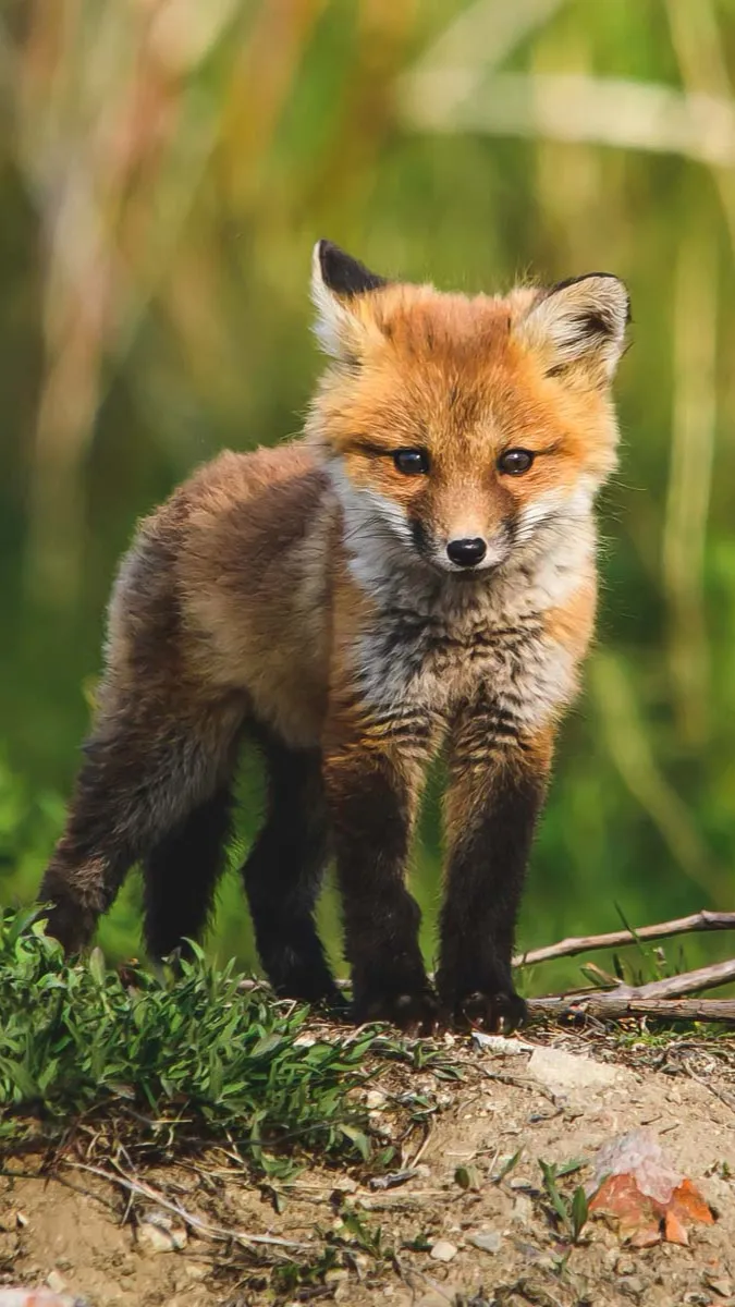 ai character: Fox background