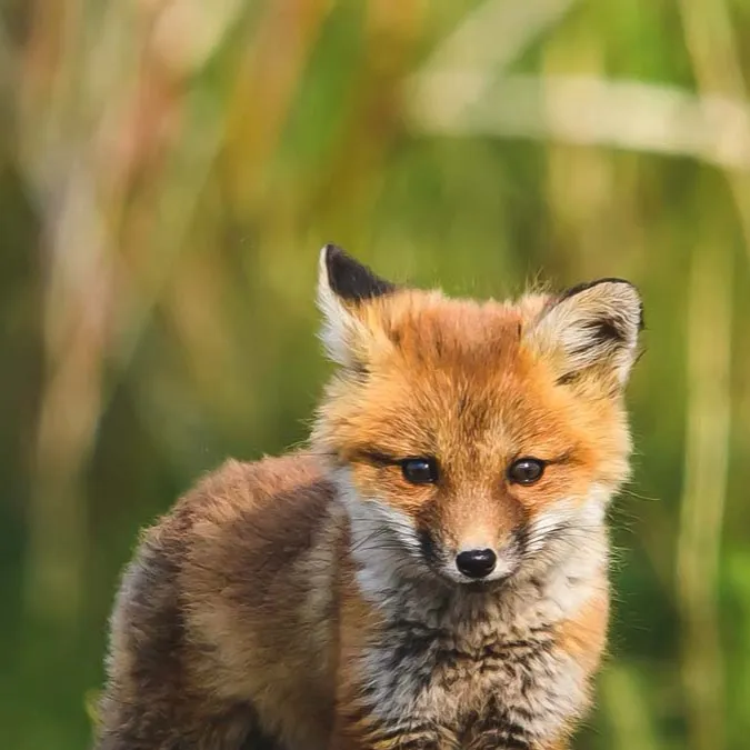 chat with ai character: Fox