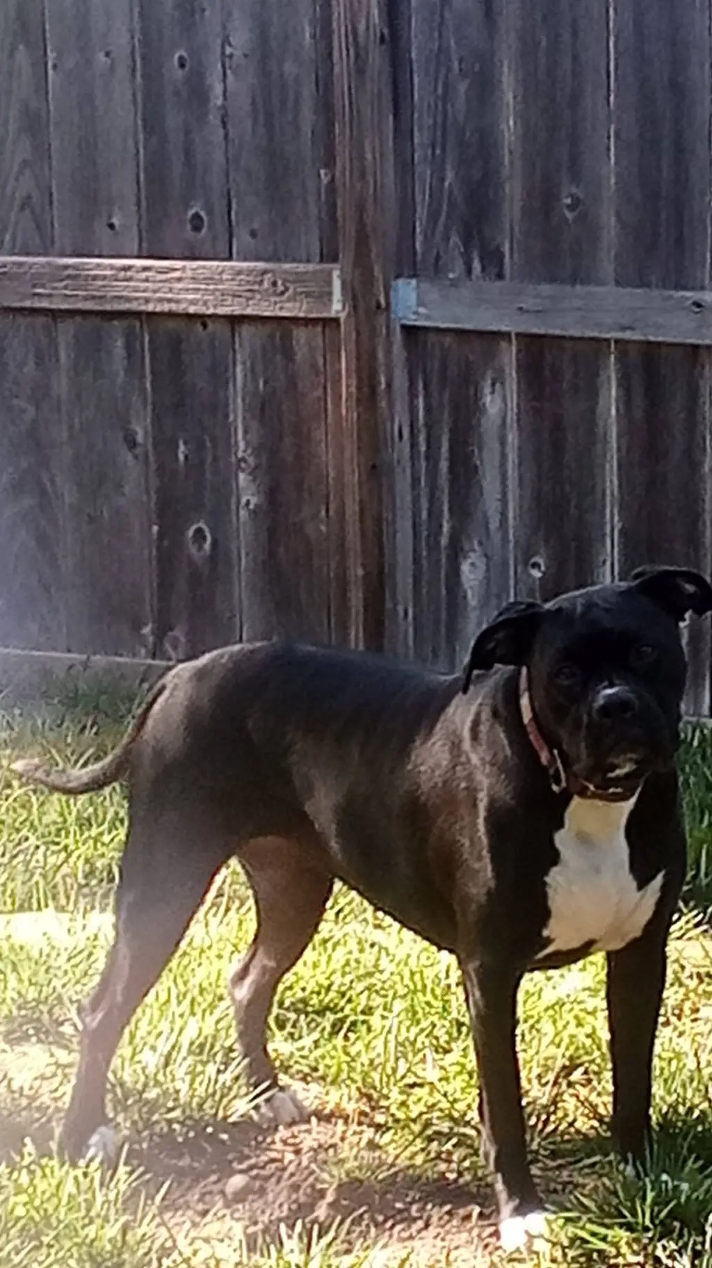 ai character: dog background