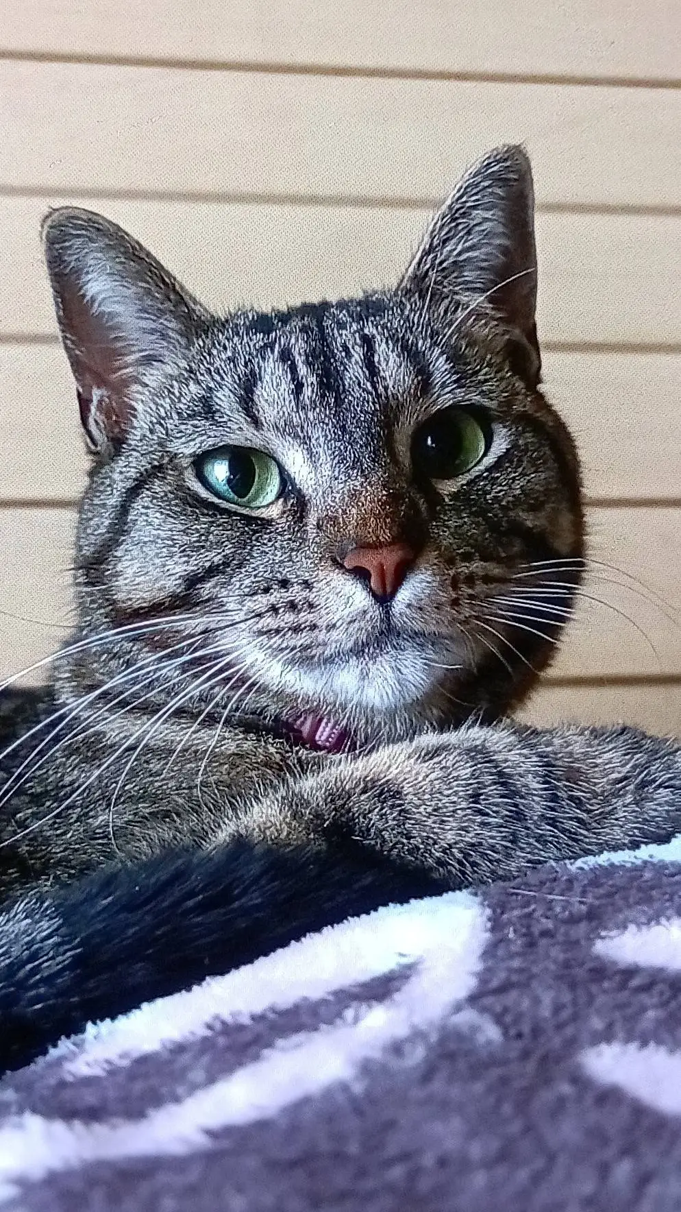 ai character: just a cwat  background