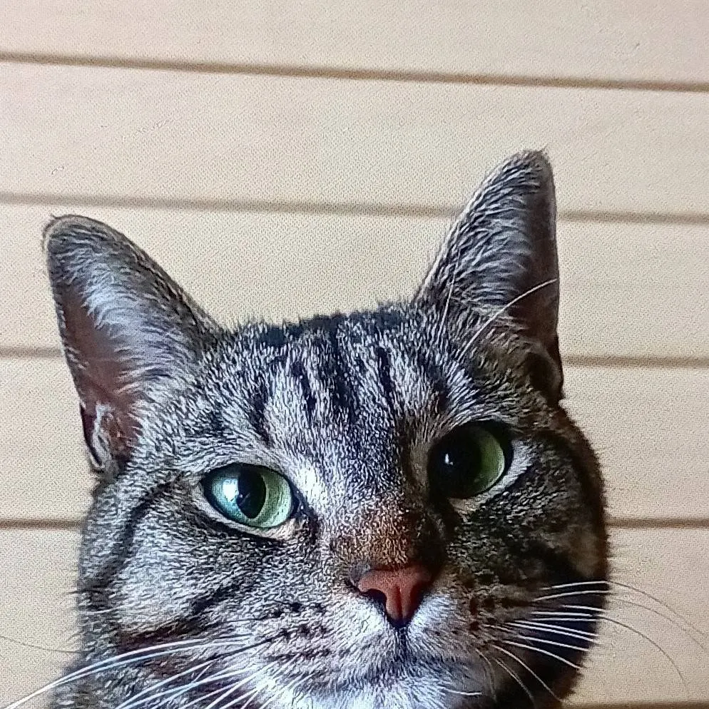 chat with ai character: just a cwat 