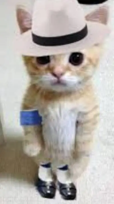 ai character: gato Jackson background