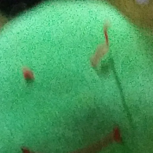 chat with ai character: Rani