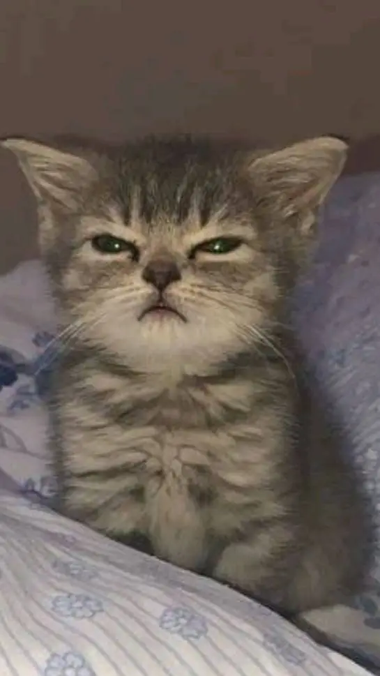 ai character: olive/olive123k51  background