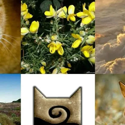 chat with ai character: ~Windclan~