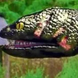 chat with ai character: anaconda3