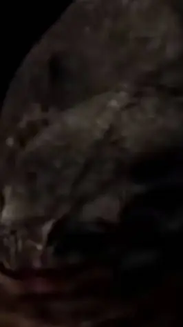 ai character: অ্যানাকোন্ডা  background