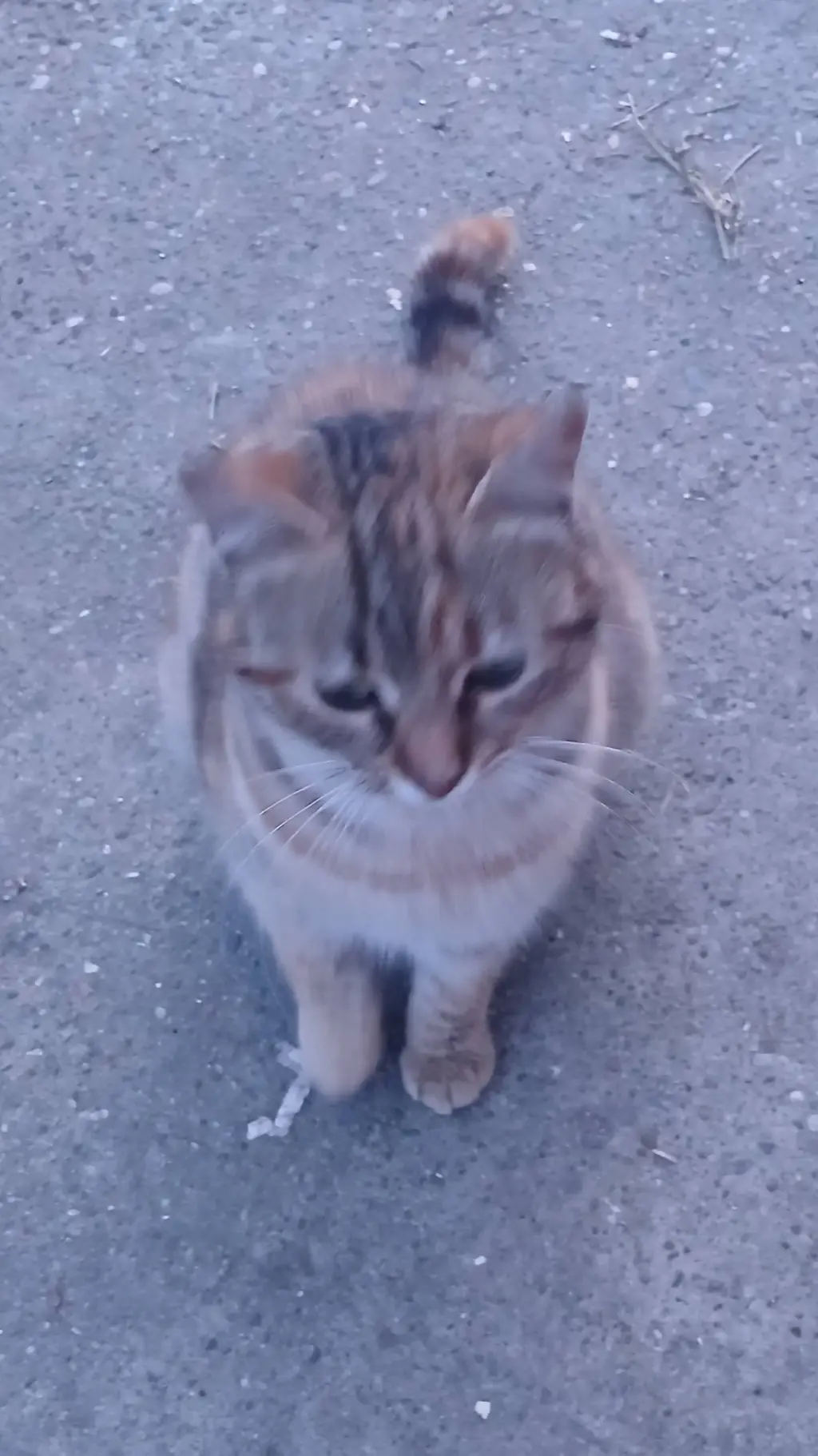 ai character: Pipi background