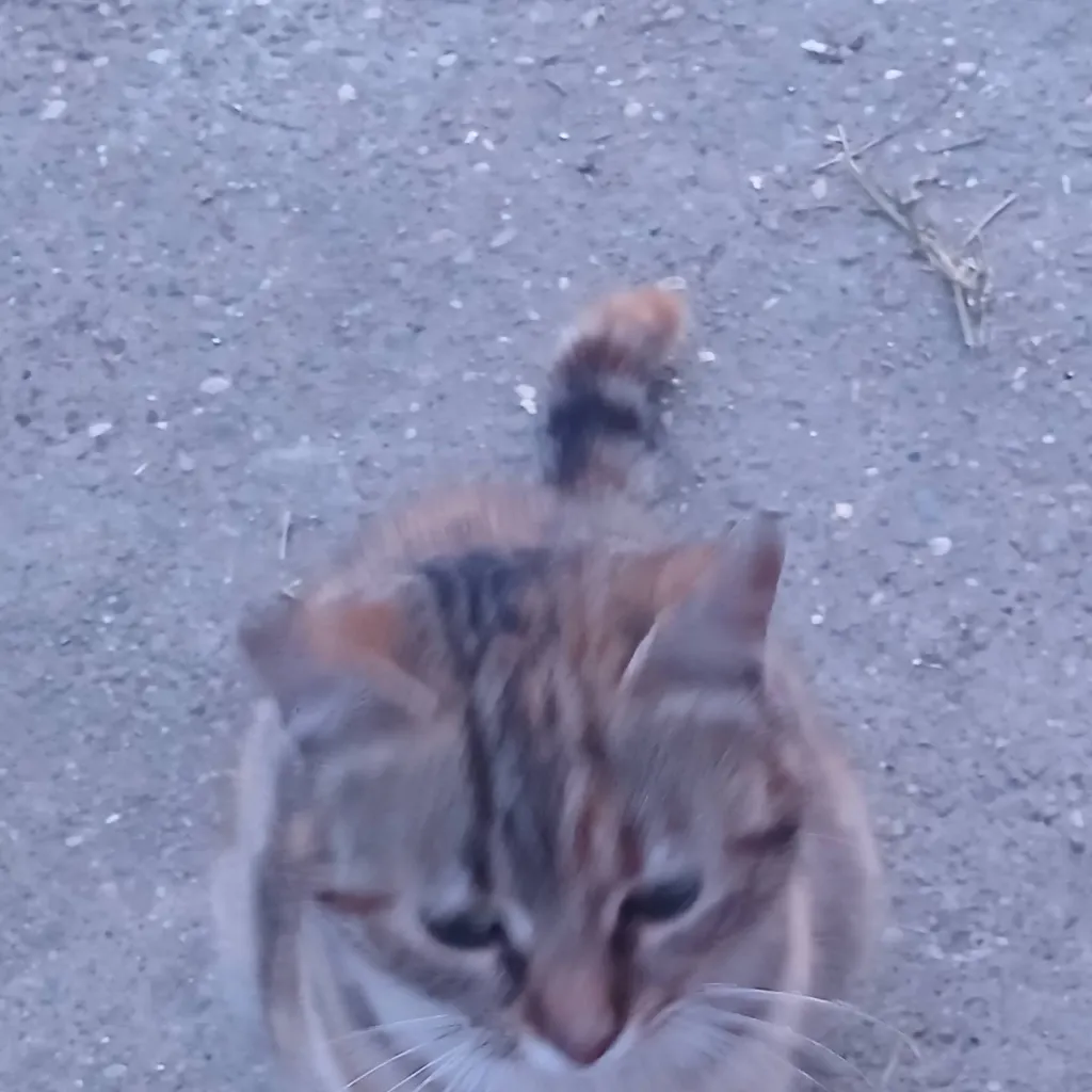 chat with ai character: Pipi