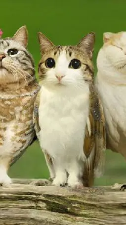 ai character: Meowl background