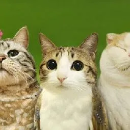 chat with ai character: Meowl
