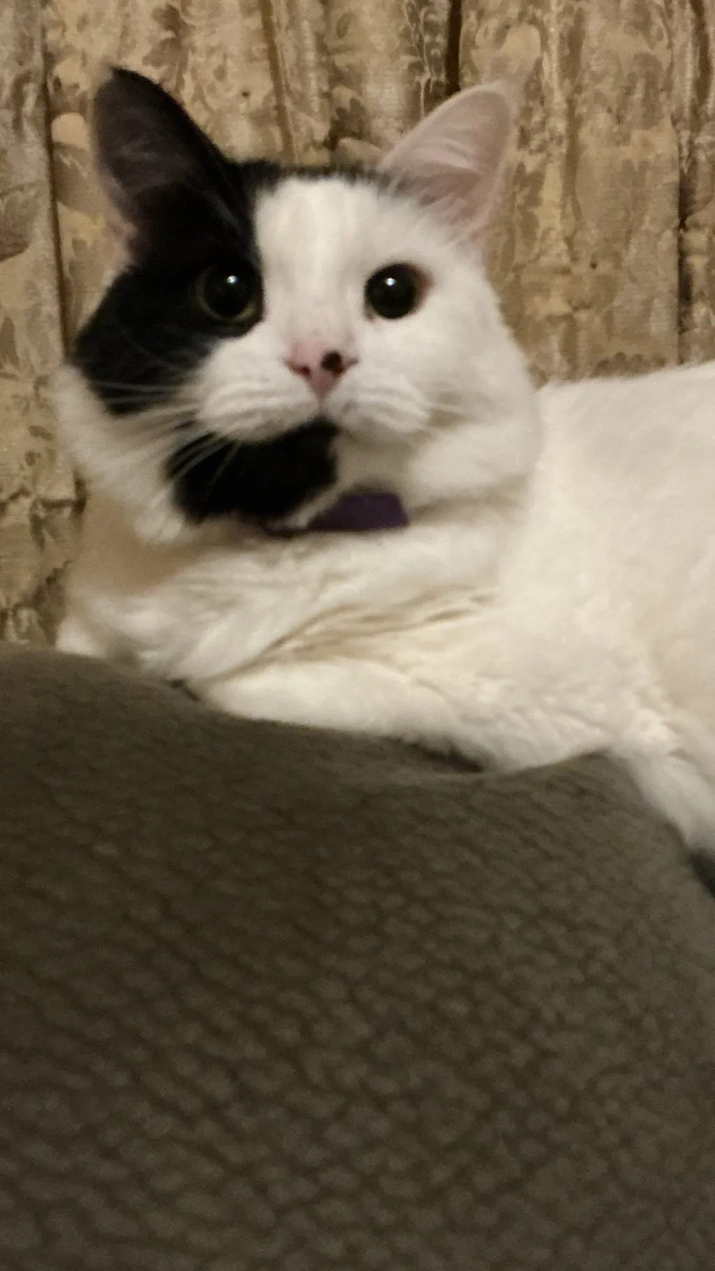 ai character: Cookie the cat background