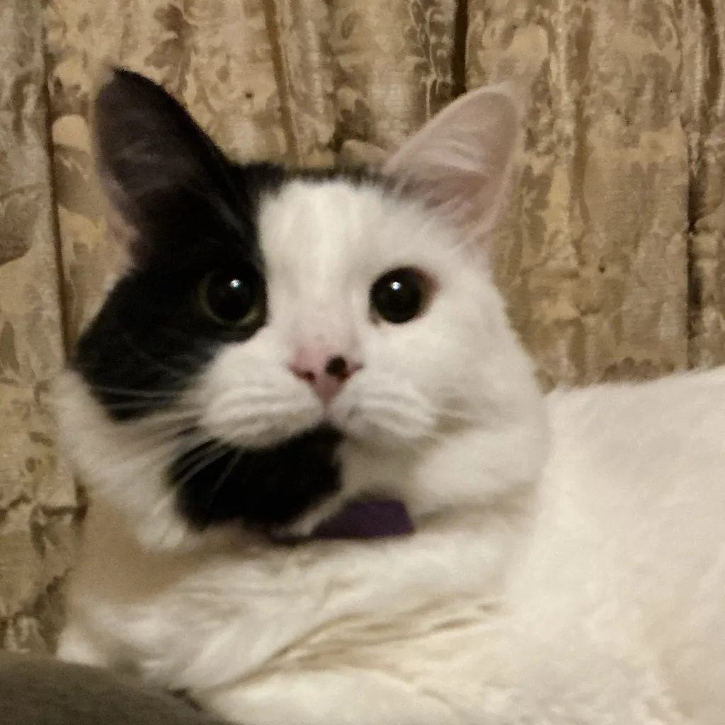 chat with ai character: Cookie the cat