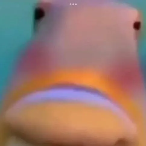 chat with ai character: fish