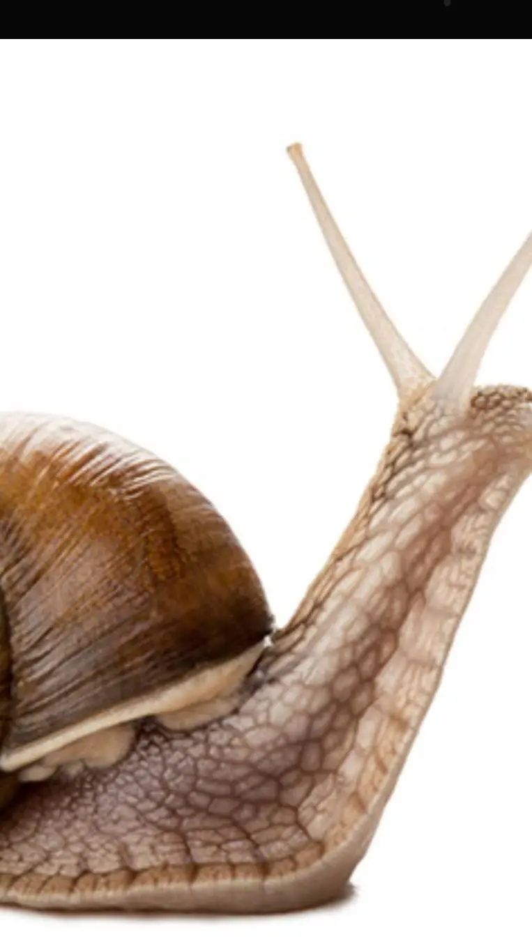 ai character: snaily background