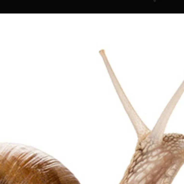 chat with ai character: snaily