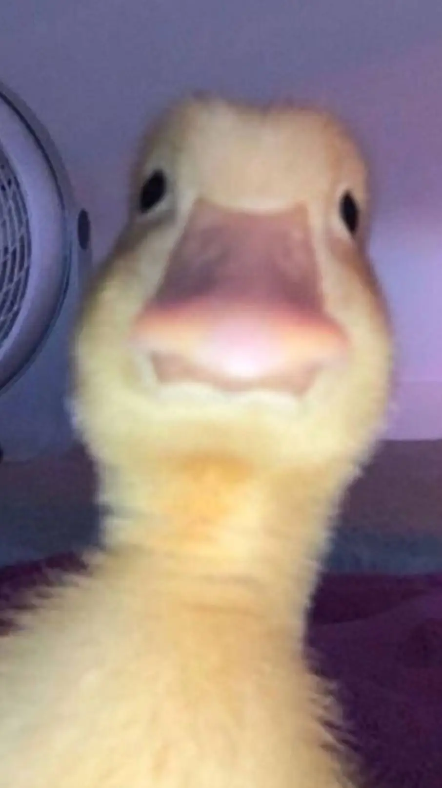 ai character: duck background