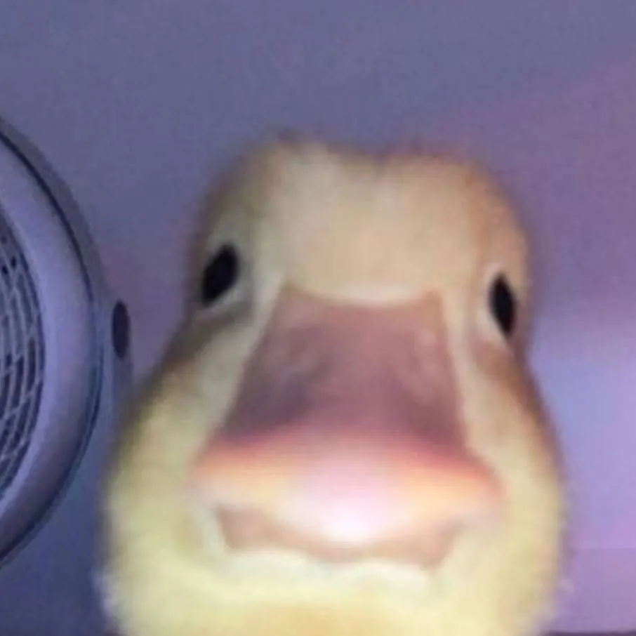 chat with ai character: duck