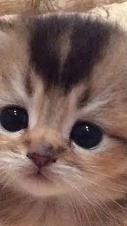 ai character: a kitten🐱 background