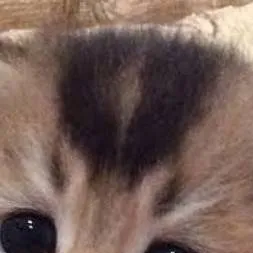 chat with ai character: a kitten🐱