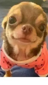 ai character: Chihuahua background