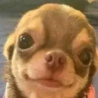 chat with ai character: Chihuahua