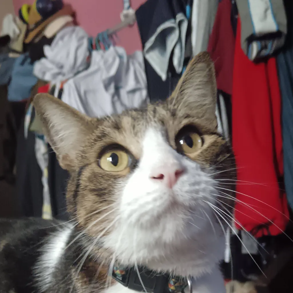 chat with ai character: 🐱 Cocotes(Coco) 🐱 