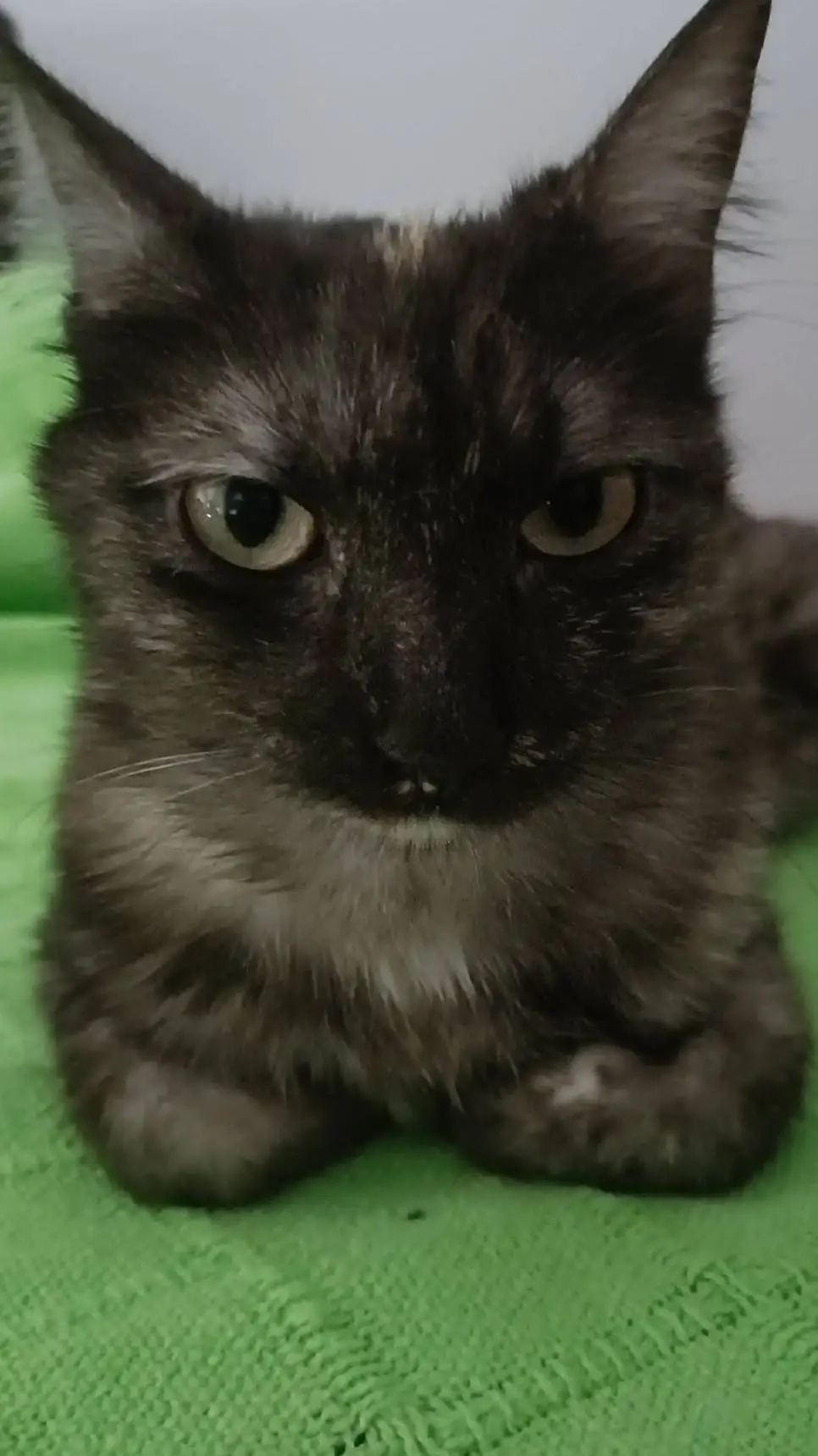 ai character: Meri background