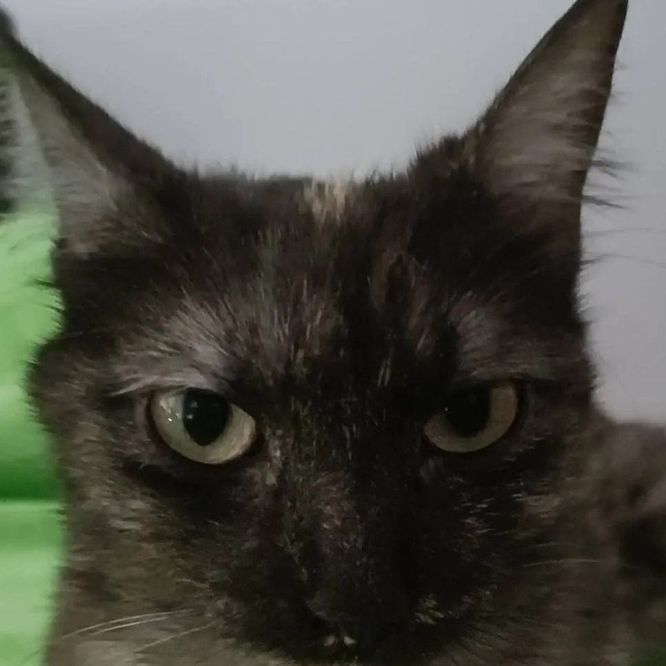 chat with ai character: Meri