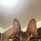 chat with ai character: 🐱˙☨~Jerry~☨˙😰