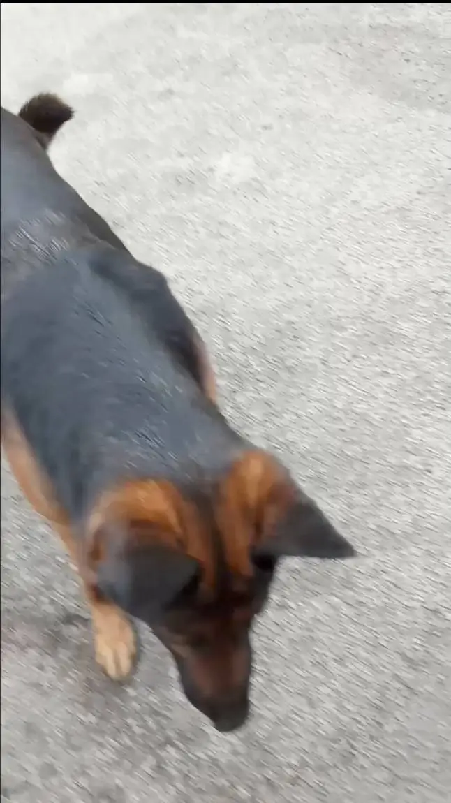 ai character: st soulmate [ITA] background