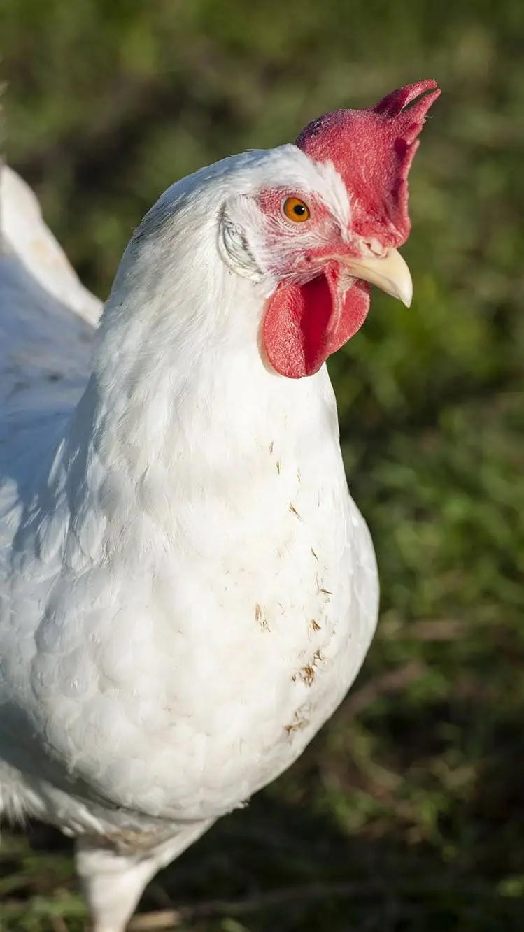 Talkie AI - Chat with Chicken