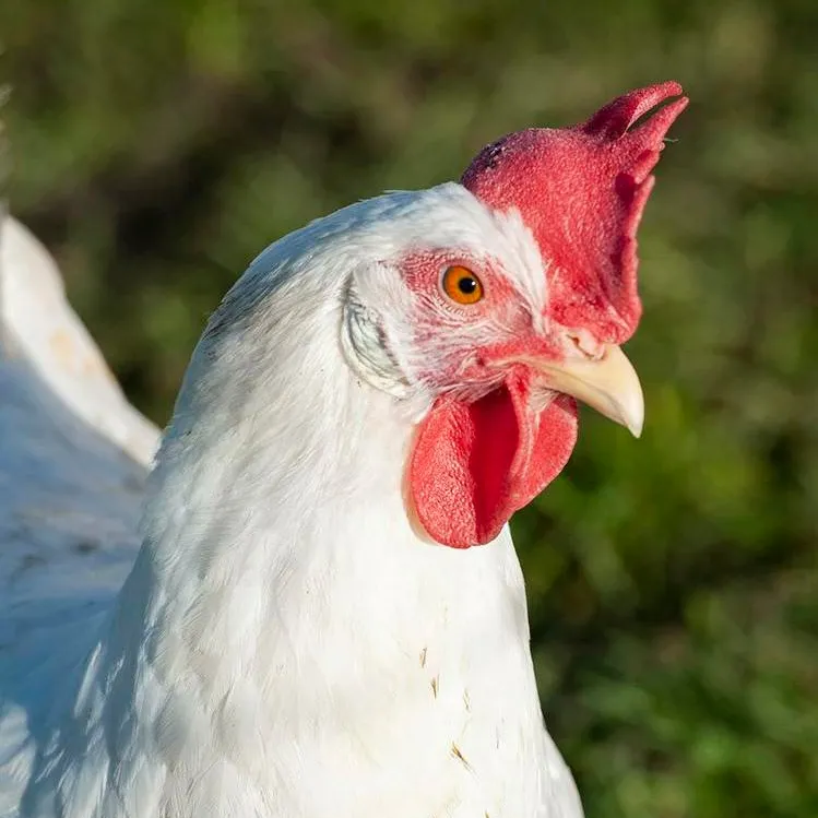 chat with ai character: Chicken