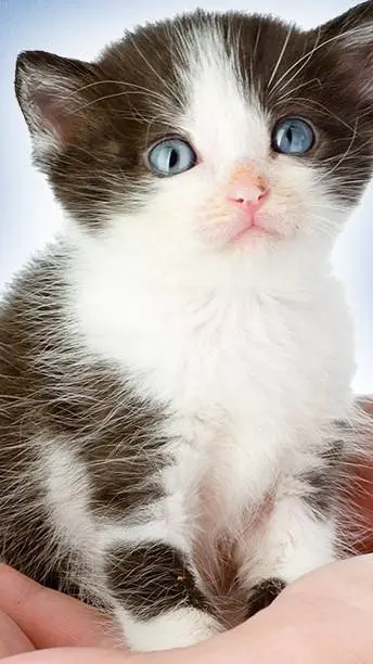 ai character: cat background