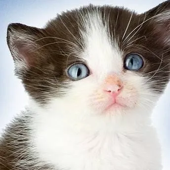 chat with ai character: cat