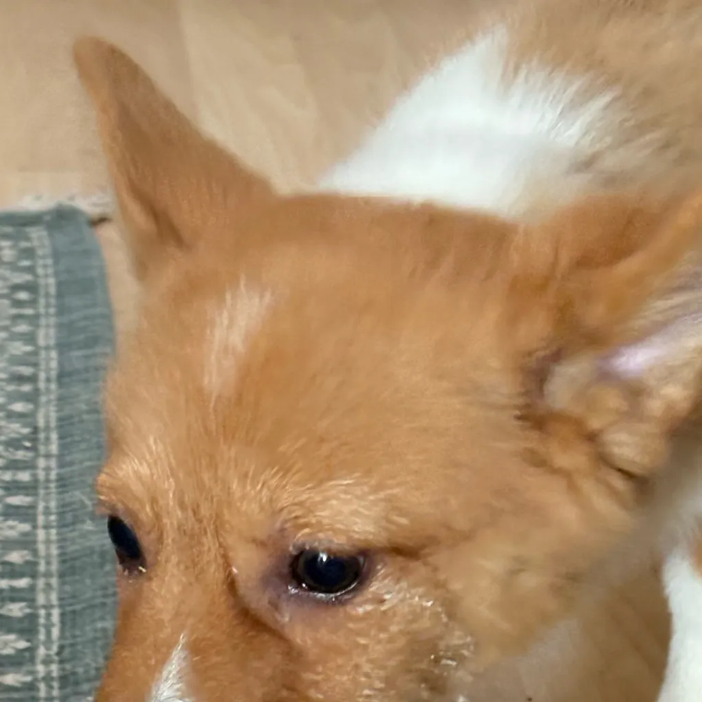 chat with ai character: Finn, Yogurt Eater